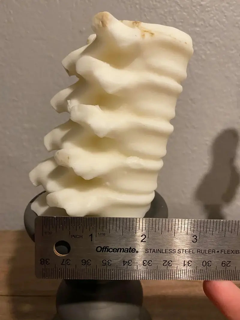 Large Spine Candle: White / Sugar Cookie