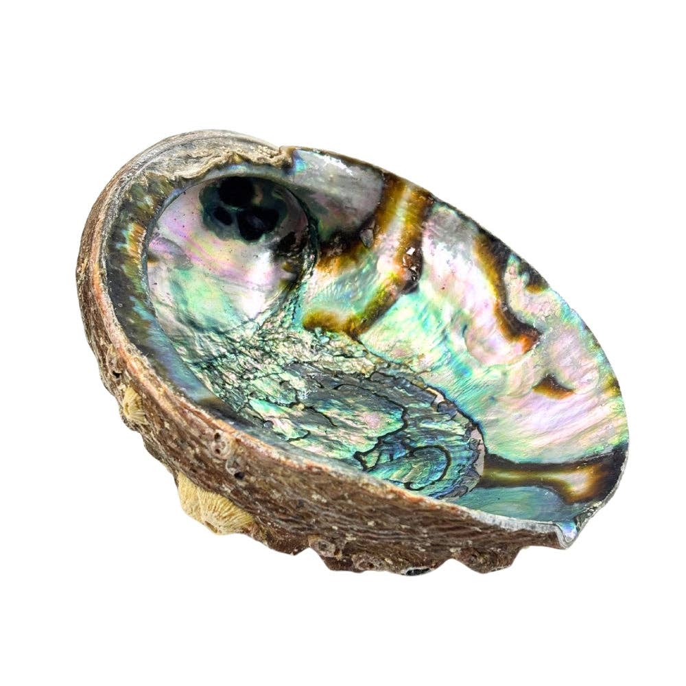 Abalone Shell Pure Blue from Mexico,  1 dz.