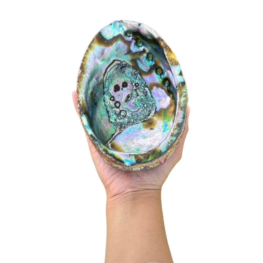Abalone Shell Pure Blue from Mexico,  1 dz.