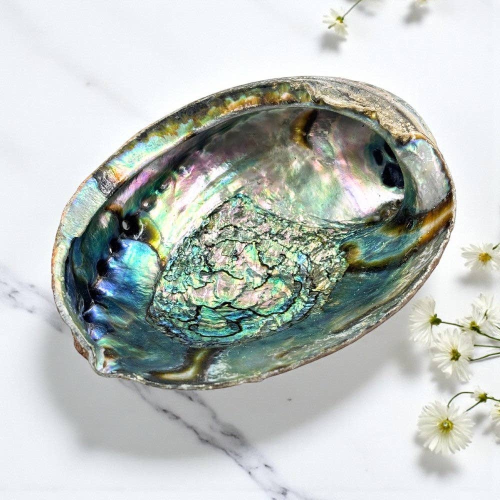Abalone Shell Pure Blue from Mexico,  1 dz.